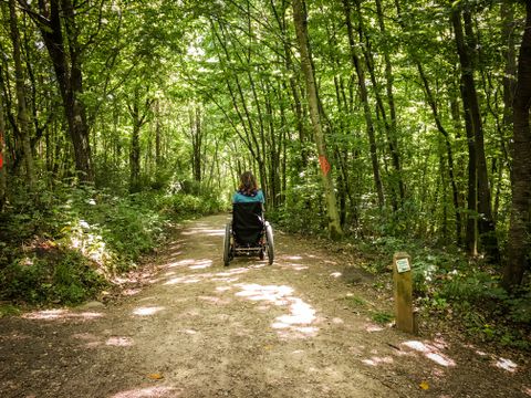 Une femme en chaise roulante sur un chemin forestier et quelques arbres inondés de lumière