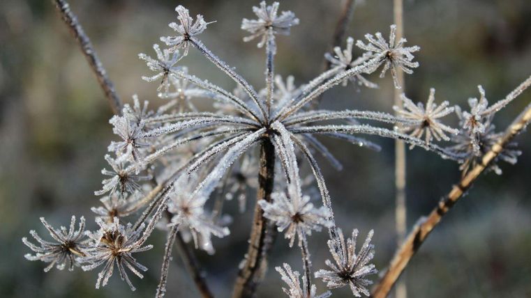 Une plante glacée avec des inflorescences délicates et scintillantes. La brume du matin confère à la scène une atmosphère calme et hivernale.