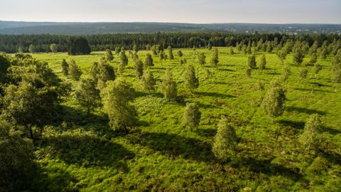 Une vaste prairie avec de nombreux arbres et de l'herbe verte. À l'arrière-plan, des collines douces sont visibles.