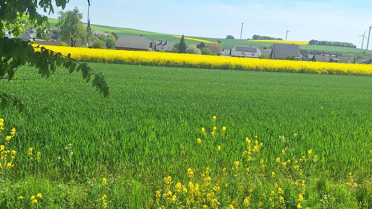 Eine wunderschöne Landschaft mit grünem Feld und gelben Rapsblüten im Hintergrund. Der Himmel ist klar und blau mit wenigen Wolken.
