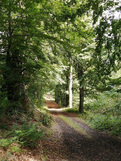 Een bospad omzoomd met hoge beuken die een groen bladerdak vormen.