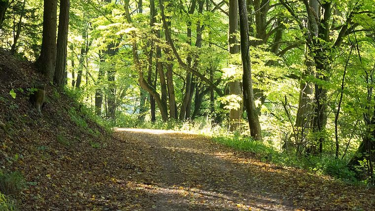 A forest path in the middle, numerous trees on the sides. A few visible rays of sunshine 
