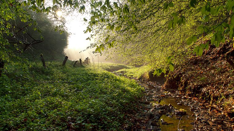 Un chemin forestier inondé de soleil avec des feuilles vertes et un petit ruisseau.
