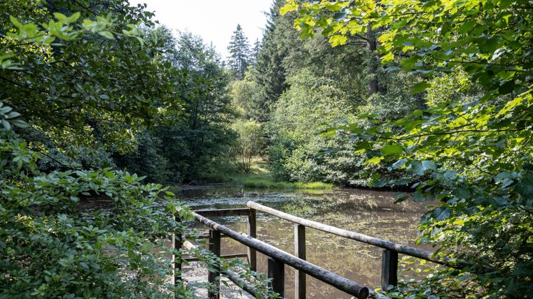 Une passerelle en bois enjambe un étang entouré d'une forêt dense dans le sentier EifelSpur Wildnispfad.