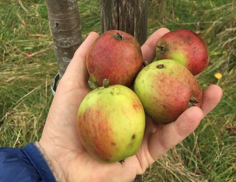 Een hand houdt vier appels vast, twee groene en twee rode. Op de achtergrond zijn groene weiden zichtbaar.