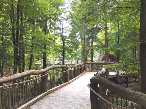 Weg aus Holzplanken durch den Wald