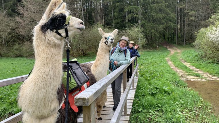 Een vrouw leidt een groep lama's over een groene wei. Op de voorgrond is een lama te zien die nieuwsgierig in de camera kijkt.