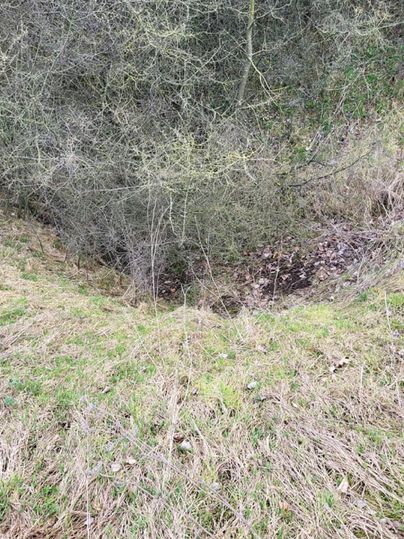 Une petite dépression dans le sol, entourée d'herbe et de quelques feuilles. L'environnement est marqué par des buissons et des branches clairsemées.