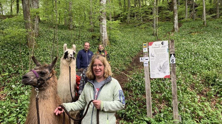 Ein Lama steht auf einer Wiese neben einem Holzstapel. Im Hintergrund sind Menschen und ein Verkaufsstand zu sehen.