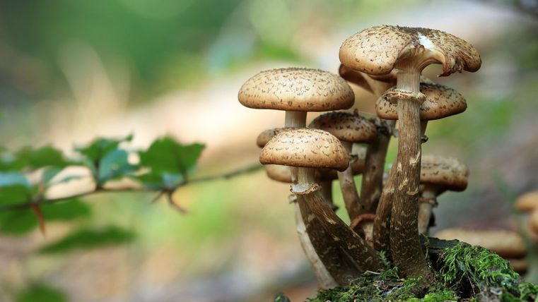Mehrere Pilze ragen aus einer kleine Stelle im Waldboden gemeinsam hinauf.