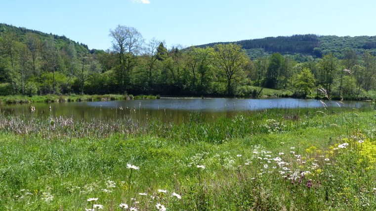 Derrière une prairie en fleurs, le lac de barrage et les environs plus lointains sous le soleil