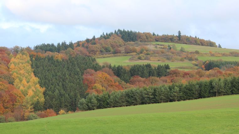Herfstlandschap met kleurrijke bomen en groene weiden.