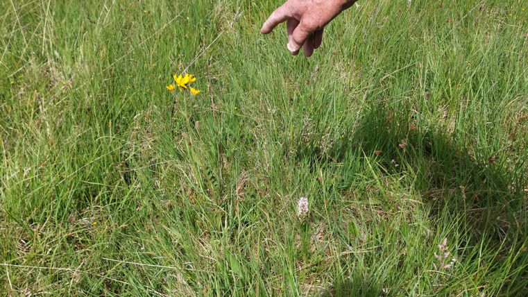 Eine Hand zeigt auf eine gelbe Blume in einer Wiese.