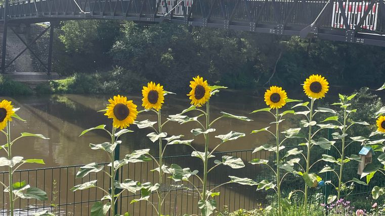 Eine Reihe von Sonnenblumen steht vor einem ruhigen Fluss. Im Hintergrund ist eine schwingende Brücke und grüne Bäume zu sehen.