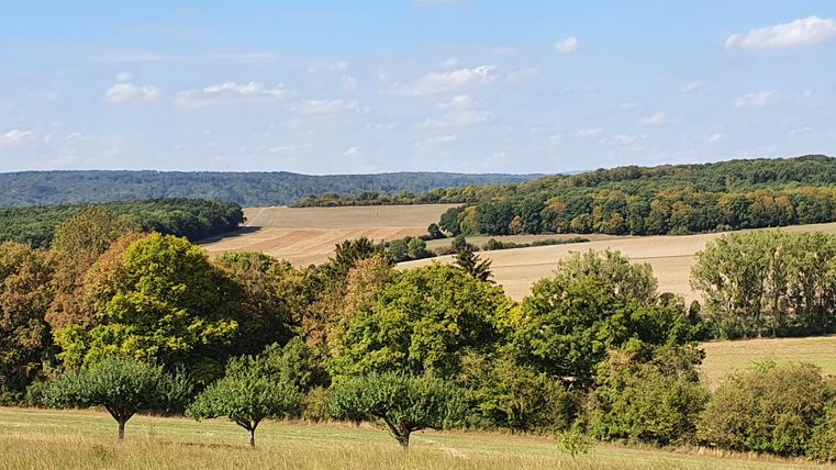 Landschaft mit Streuobstwiese und Feldern im Hintergrund.