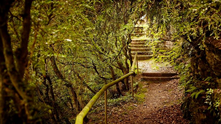A quiet forest path with steps, surrounded by lush greenery. The scene radiates a natural and peaceful atmosphere.
