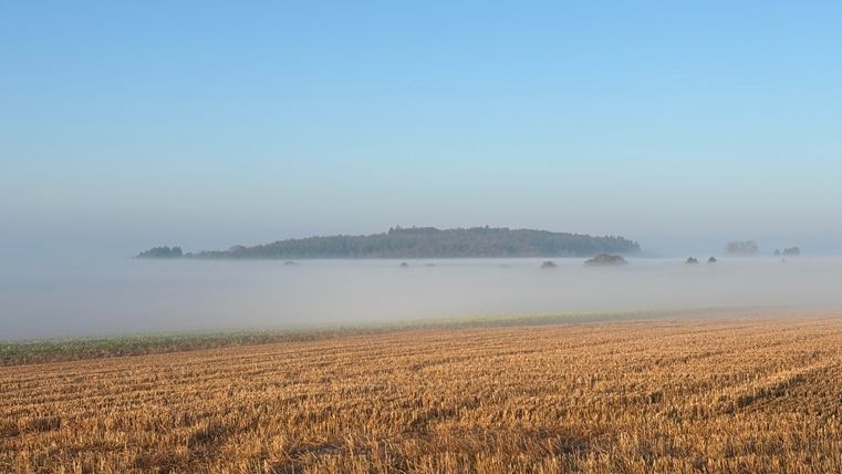 A vast field of golden straw stretches to the horizon. Gentle mist envelops a small island in the background, and a clear blue sky provides a tranquil atmosphere.