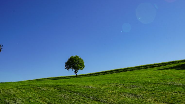 Tree in a field with blue sky