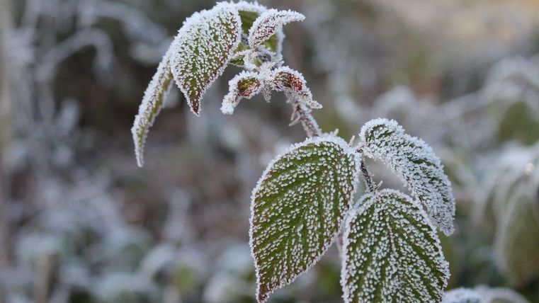 Des cristaux de glace recouvrent des feuilles vertes par une matinée gelée. L'environnement semble calme et hivernal.