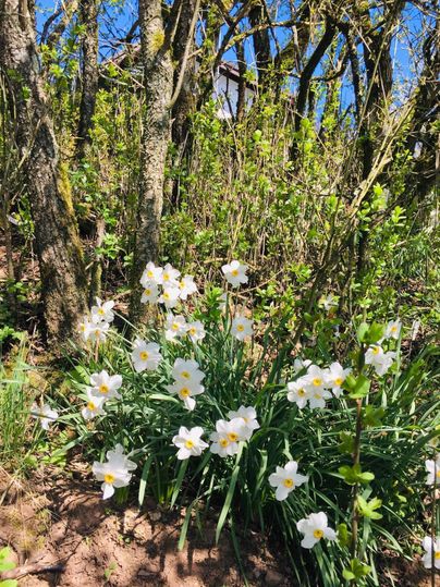 Ein Feld mit weißen Blumen blüht zwischen Bäumen und Sträuchern. Im Hintergrund ist ein blauer Himmel zu sehen.