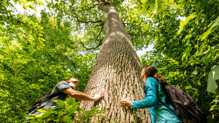 Deux personnes observent un grand arbre dans la forêt depuis le bas.