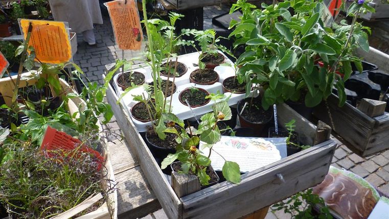 Een houten kist met verschillende planten in potten staat op een tafel. Op de achtergrond zijn er meer kisten met groenten en kruiden zichtbaar.