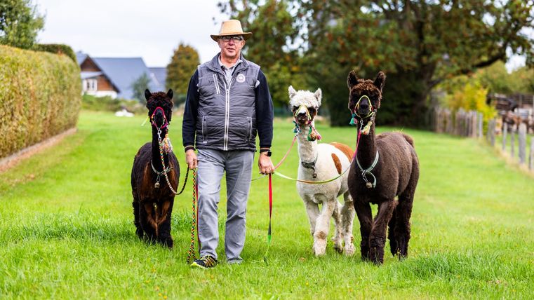Ein Mann führt drei Lamas durch eine grüne Wiese. Im Hintergrund sind Bäume und ein Gebäude zu sehen.