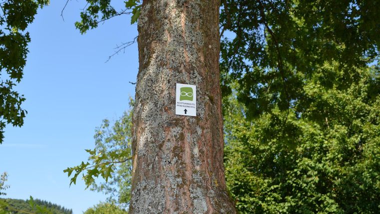 A tree with an information sign on the bark. In the background, green leaves and a clear blue sky can be seen.