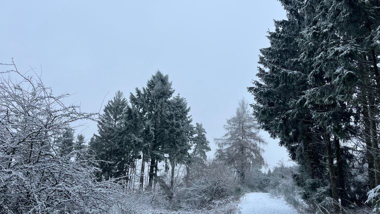 Ein verschneiter Waldweg mit hohen Tannenbäumen an beiden Seiten. Der Himmel ist grau und trüb.