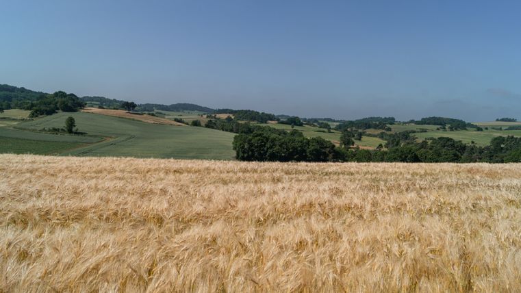 Blick über ein goldenes Getreidefeld auf grüne Hügel unter blauem Himmel.