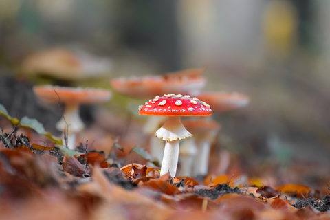Een rode vliegenzwam staat op de grond, omringd door kleurrijk herfstblad. Op de achtergrond zijn er meer vage paddenstoelen zichtbaar.