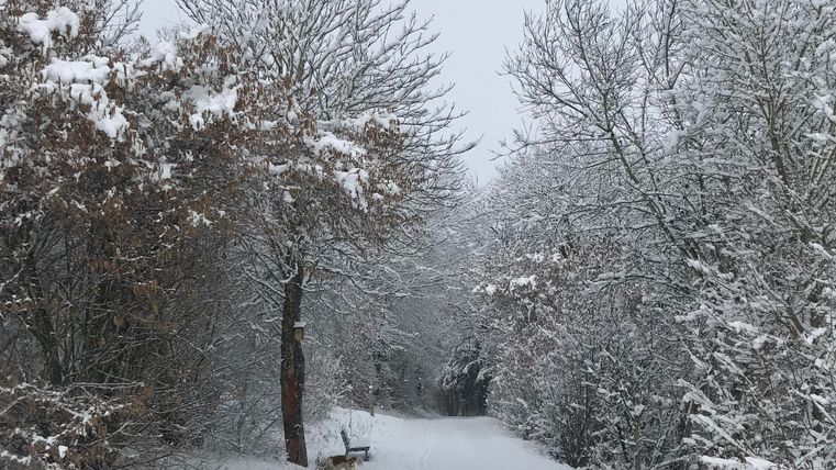 Un chemin enneigé, entouré d'arbres et de l'ambiance hivernale. Le paysage est calme et paisible.