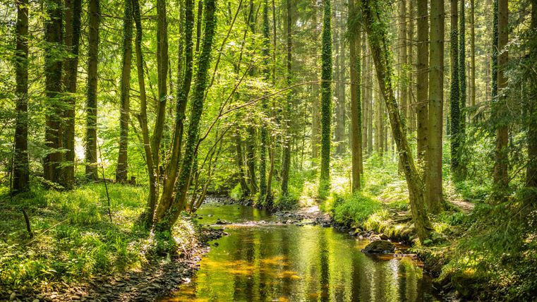 Een stille bos met groene bomen en een glinsterende beek. De zon schijnt door het bladerdak en creëert een vredige sfeer.