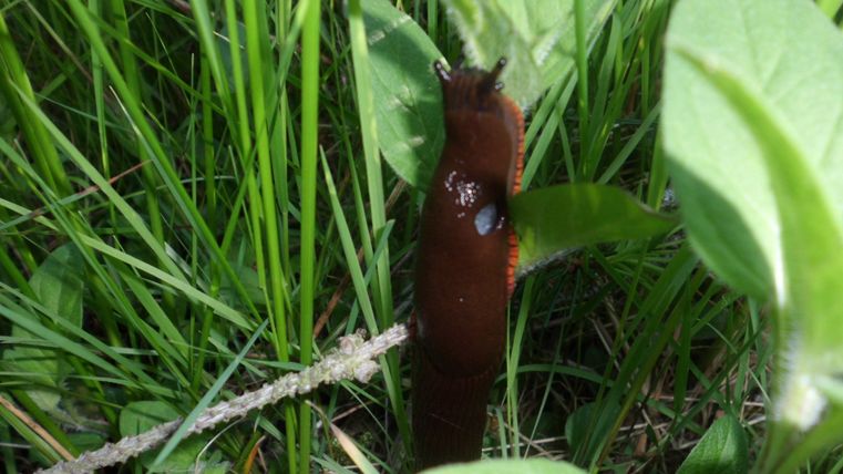 A large nudibranch climbs through tall grass. It is surrounded by green leaves and plants.