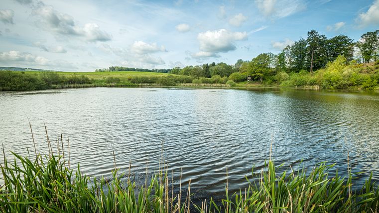 Rustig Maarsee met riet op de voorgrond en bomen op de achtergrond onder een bewolkte hemel.