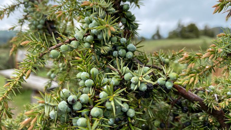 Nahaufnahme von Wacholderzweigen mit grünen Beeren und Nadeln.