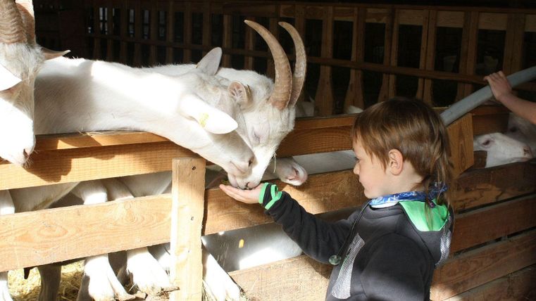 Ein Kind füttert Ziegen in einem Stall. Die Ziegen schauen neugierig zu ihm hinüber.