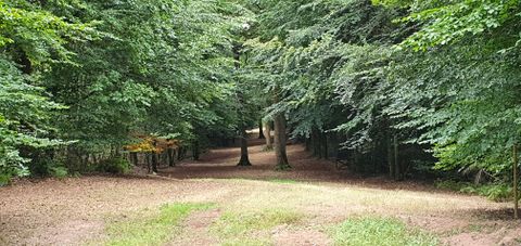 Clairière de forêt avec des arbres et un sentier étroit dans le Bitburger LandGang Oberkail.