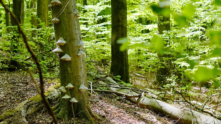 A green forest with tall trees and vibrant foliage. Several mushrooms grow on a tree.