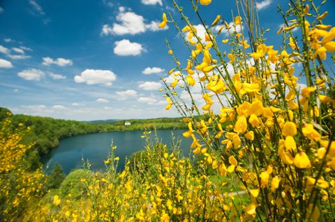 Gele brem bloesem voor een maar