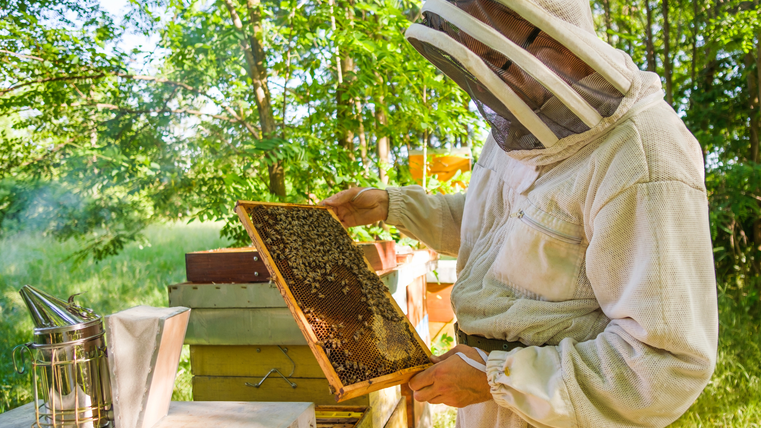 A beekeeper in protective clothing is holding a honeycomb. In the background, there are trees and a smoker. It is a sunny day.