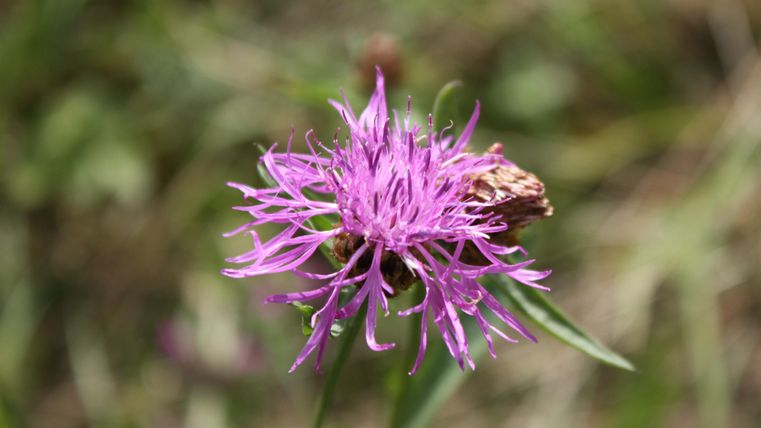 A tranquil landscape with a lake surrounded by lush greenery and trees. The sky is partially cloudy, giving the scene a peaceful atmosphere.