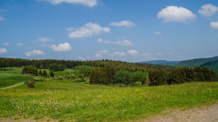 Grüne Wiesen und Blauer Himmel mit Wolken und Wald