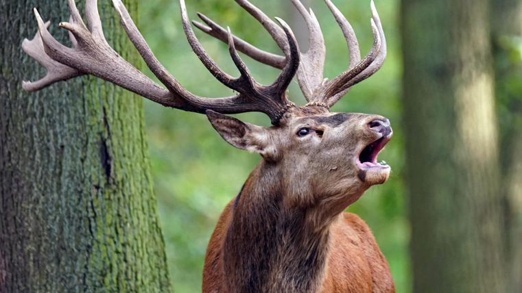 Brullende herten in het bos
