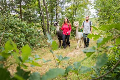 Mann und Frau wandern mit zwei Alpakas durch den Wald