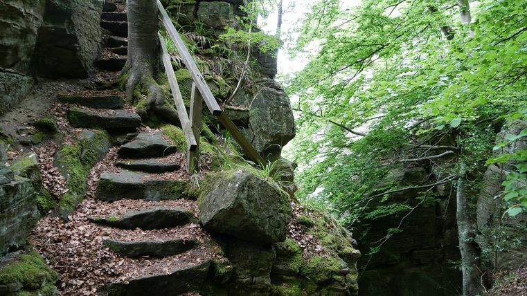 Sentier en pierre dans la forêt avec des rampes en bois et des arbres.