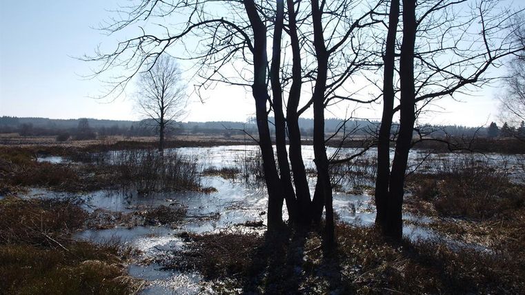 Ein ruhiges Moor mit spiegelndem Wasser und kahlen Bäumen im Vordergrund. Der Himmel ist klar und sonnig, was die natürliche Schönheit der Landschaft unterstreicht.