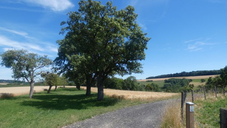 Landschap met bomen, landweggetje en blauwe lucht.