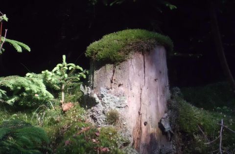 A tree stump with green moss and surrounding greenery in the forest. The picture shows a quiet, natural habitat.