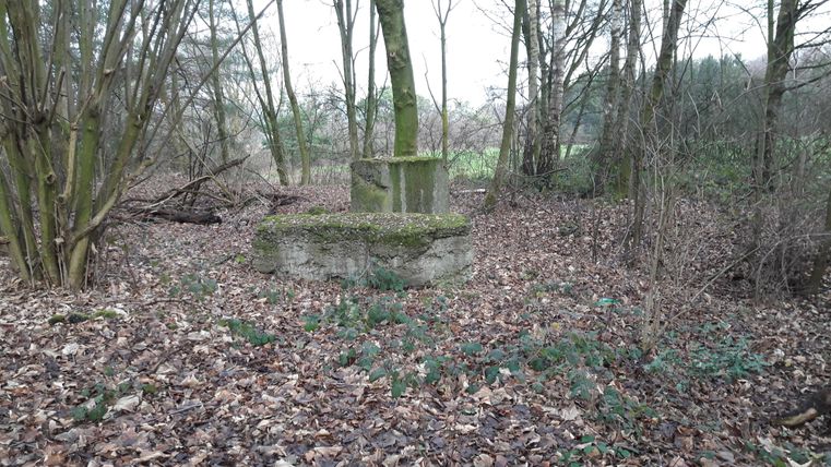 Een verlaten plek in het bos met een met mos begroeide betonnen constructie. De grond is bedekt met bladeren en kleine plantjes.